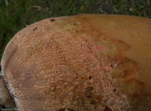 Fusarium_sp_courge_DB_648