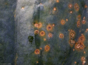 El detalle de las manchas de <i> <b> Xanthomonas cucurbitae </b> </i> todavía ha evolucionado poco en la calabaza.  (manchas bacterianas).