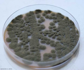 Aspecto de coloniase <b><i>Cladosporium cucumerinum</i></b> en medio de malta-agar.  (cladosporiosis).