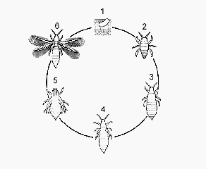 Thrips_Koppert_cycle