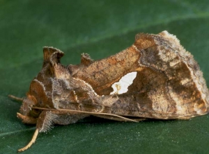 Mariposa de <i><b>Chrysodeixis chalcites</b></i> (noctuidos)