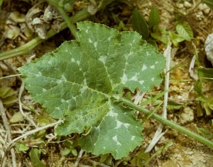 Hoja de calabaza parcialmente mosaico. <b><i>Papaya ring spot virus</i></b>, PRSV.