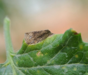 Los patrones concéntricos están particularmente marcados en este punto de corinesporiosis. <b><i> Corynespora cassiicola</b></i>