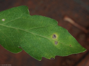 Los patrones concéntricos son claramente visibles en estos dos puntos de corinesporiosis.  Por lo demás, ahora son más claros.
<b><i> Corynespora cassiicola</i></b> (corynesporiose)