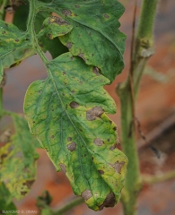 Manchas marrones bastante antiguas, y más recientes y por lo tanto de menor tamaño, salpican el limbo de la hoja de este folleto.
 <b> <i> Corynespora cassiicola </i> </b> (corynesporiosis)