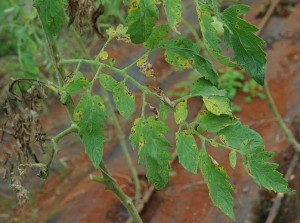 Varias pequeñas manchas marrones y necróticas cubren parcialmente estos folíolos de tomate y hacen que se pongan amarillos.
<b><i>Corynespora cassiicola</i></b>