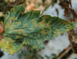 Las manchas amarillas convergen en algunos lugares.
 <b><i>Pseudocercospora fuligena</b></i>