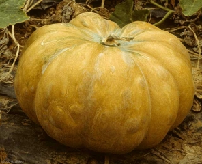 Esta calabaza tiene hinchazón y patrones más o menos concéntricos cerca. <b><i>Zucchini yellow mosaic virus</i></b>, ZYMV.