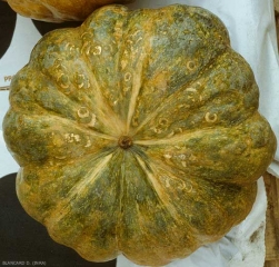 Varias lesiones en arcos de un círculo, a veces concéntricas, se formaron en esta calabaza de otra manera deformada. <b><i>Zucchini yellow mosaic virus</i></b>, ZYMV.