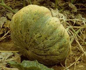 Un mosaico de retazos de color verde oscuro afecta a esta calabaza igualmente distorsionada. <b><i>Zucchini yellow mosaic virus</i></b>, ZYMV.