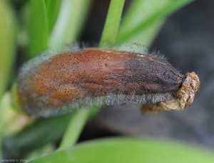 Fruta joven de calabacín completamente podrida por <i> <b> Choanephora cucurbitarum </b> </i>.  Los tejidos marrones y húmedos se descomponen gradualmente y quedan cubiertos por un moho negruzco.