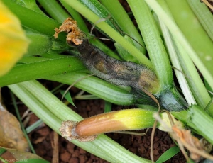 En esta planta de calabacín, una fruta está completamente podrida por <i> <b> Choanephora cucurbitarum </b> </i>.  Otra fruta muestra un síntoma de necrosis del extremo de la flor, lo que puede permitir que este hongo se establezca en el calabacín.