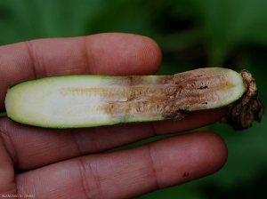 Los tejidos internos de este calabacín joven afectado por <i> <b> Choanephora cucurbitarum </b> </i> adquieren un tinte marrón, luego pueden licuarse.