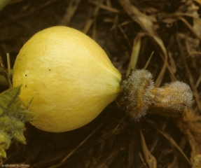 <i> <b> Choanephora cucurbitarum </b> </i> ha colonizado las partes florales que han quedado adheridas al final de esta fruta de calabaza y esporula abundantemente antes de invadirla y hacer que se pudra.