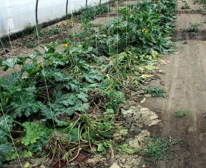 Varias plantas en el semillero están completamente marchitas y comienzan a secarse.  <b> <i> Fusarium solani </i> f.  sp.  <i> cucurbitae </i> </b>.