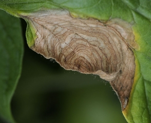 Detalle de los patrones concéntricos visibles en una lesión necrótica causada por <b> <i> Botrytis cinerea </i> </b> en hoja de tomate. Este hongo esporula ligeramente sobre el tejido lesionado. (moho gris)