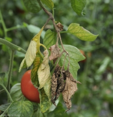 El pecíolo de esta hoja ahora está rodeado por <i> <b> Botrytis cinerea </b> </i>. Varios folletos se vuelven amarillos, algunos ya están necróticos y muertos. (moho gris)