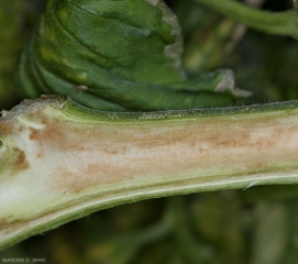 La médula de ese tallo está empezando a deteriorarse. Se dora levemente y de forma difusa en algunos lugares. <b> <i> Pseudomonas corrugata </i> </b> (médula negra, necrosis de la médula del tomate)