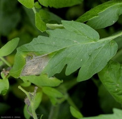 Mancha joven que se desarrolla en el limbo de una hoja de tomate. Los patrones concéntricos ya son visibles en el tejido lesionado. <b> <i> Botrytis cinerea </i> </b> (moho gris, moho gris)