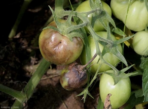 Ataque más o menos severo de <i> <b> Phytophthora infestans </b> </i> sobre frutos verdes.