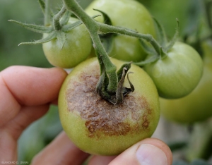 Fruta verde jaspeada e irregularmente irregular en la superficie. <i> <b> Phytophthora infestans </b> </i>