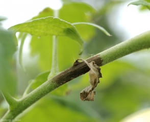 Lesión de tizón tardío pardo en pecíolo y folíolo. <b> <i> Phytophthora infestans </i> </b> (mildiú)