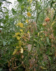 Las hojas inferiores eventualmente se necrosan. Nótese la disposición unilateral de las valvas necróticas. <b> <i> Fusarium oxysporum </i> f. sp. <i> lycopersici </i> </b> (marchitez por Fusarium, <i> marchitez por Fusarium </i>)