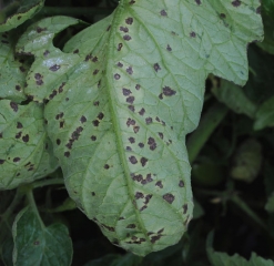 Aparición de manchas angulares de costra bacteriana en la parte inferior de un prospecto de tomate. <b> <i> Xanthomonas </i> sp. </b> (costra bacteriana, mancha bacteriana)