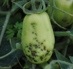 Numerosas pequeñas lesiones de chancro marrón cubren parcialmente esta fruta verde. <b> <i> Xanthomonas </i> sp. </b> (costra bacteriana, mancha bacteriana)