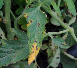 Un halo amarillo bastante marcado es claramente visible y, a veces, se extiende alrededor de las manchas de este folleto. <b> <i> Xanthomonas </i> sp. </b> (costra bacteriana, mancha bacteriana)