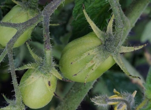 Algunas pequeñas manchas de color marrón a negro salpican los sépalos de estos dos frutos de tomate verde. <b> <i> Xanthomonas campestris </i> pv. <i> vesicatoria </i> </b> (costra bacteriana, mancha bacteriana)