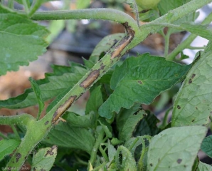 Manchas anchas de color marrón, longitudinales, causadas por <b> <i> Xanthomonas </i> sp. </b> en el tallo del tomate. (costra bacteriana, mancha bacteriana)