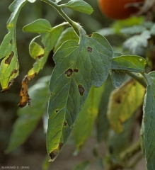 Manchas jóvenes de color pardo a negro, más o menos redondeadas o en ocasiones angulares cuando delimitadas por las nervaduras, en el foliolo del tomate. <i> <b> Alternaria tomatophila </b> </i> (alternaria)