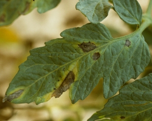 Detalle de algunas manchas necróticas en folletos de tomate. Tenga en cuenta el halo amarillo y los patrones concéntricos. <i> <b> Alternaria tomatophila </b> </i> (alternaria)