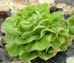 Las necrosis marginales presentes en las hojas inferiores de esta lechuga son bastante importantes.  <b> Necrosis marginal </b> (quemadura en la punta)