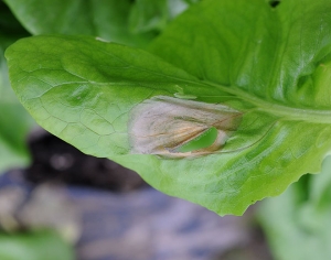 La esporulación de <b> <i> Botrytis cinerea </i> </b> es visible localmente en esta gran lesión húmeda en la hoja de lechuga, cuyo color es de beige a pardusco.  (moho gris).