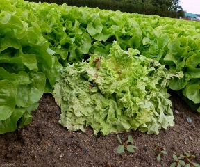 Ensalada marchita y clorótica afectada por <b> <i> Sclerotinia minor </i> </b>. (esclerotiniosa).