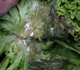 El micelio blanco de <b> <i> Sclerotinia sclerotiorum </i> </b> comienza a espesarse en algunos lugares.  Pronto se formarán esclerocios.  (esclerotiniosa)