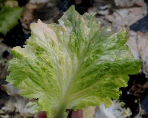 Hoja de ensalada que muestra abigarramiento. <b> anomalía genética </b>