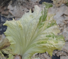 La variegación es intensa, la hoja está casi descolorada pero de forma heterogénea.  <b> Anomalía genética </b>