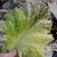 Amarilleo y blanqueamiento sectorial del limbo de una hoja de ensalada.  No confunda este síntoma con el de una enfermedad viral.  <b> Anomalía genética </b>