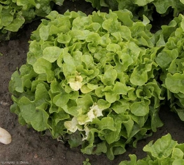 Coloración amarillenta de algunas hojas ubicadas en un lado de esta ensalada.  <b> Anomalía genética </b>