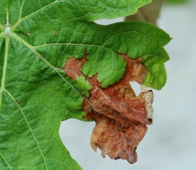 Extensa lesión necrótica localizada en la periferia de esta hoja de parra.  Los tejidos de tinte rojizo son necróticos y parecidos al papel.  <b> <i> Botrytis cinerea </i> </b>