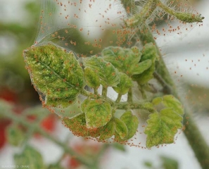 Lienzo sedoso salpicado de diminutos y numerosos ácaros que envuelven una hoja de tomate. Los foliolos son más pequeños y cloróticos. <b> <i> Tetranychus urticae </i> </b> (ácaro tejedor, araña roja)