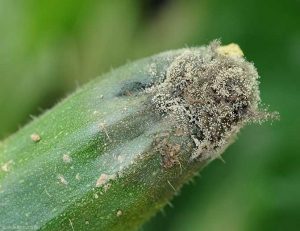 Detalle de una pudrición de estilo en calabacín: los tejidos han adquirido un tinte verde oscuro a negruzco y están cubiertos por un moho gris.  <b> <i> Botrytis cinerea </i> </b>