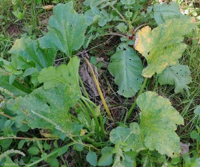 Varias hojas de esta planta de calabacín muestran pequeñas manchas cloróticas.  <i> <b> Pseudoperonospora cubensis </b> </i>