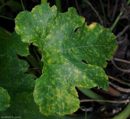 Esta hoja de calabacín está salpicada de numerosas manchas cloróticas, algunas de las cuales comienzan a necrosarse en el centro.  <i> <b> Pseudoperonospora cubensis </b> </i>