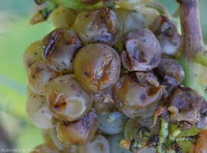 Los síntomas comienzan en las uvas blancas.  La pudrición húmeda se extiende a las bayas, los tejidos colapsan y se produce la descarga.  <b> Pudrición ácida </b>.