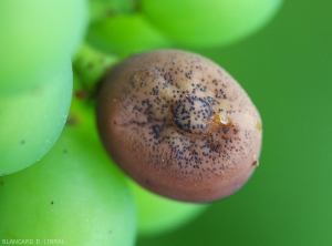 La baya completamente erosionada comienza a marchitarse y se cubre de picnidios. <i> <b> Guignardia bidwellii </b> </i> (Podredumbre negra)