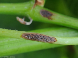 Detalle de una lesión de podredumbre negra en una ramita.  Está cubierto de cuerpos fructíferos del hongo.  <i> <b> Guignardia bidwellii </b> </i>